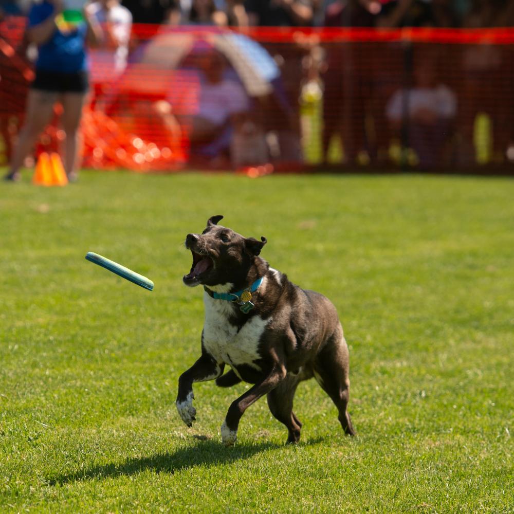 A dog catches a frisbee on the lawn of the quad.