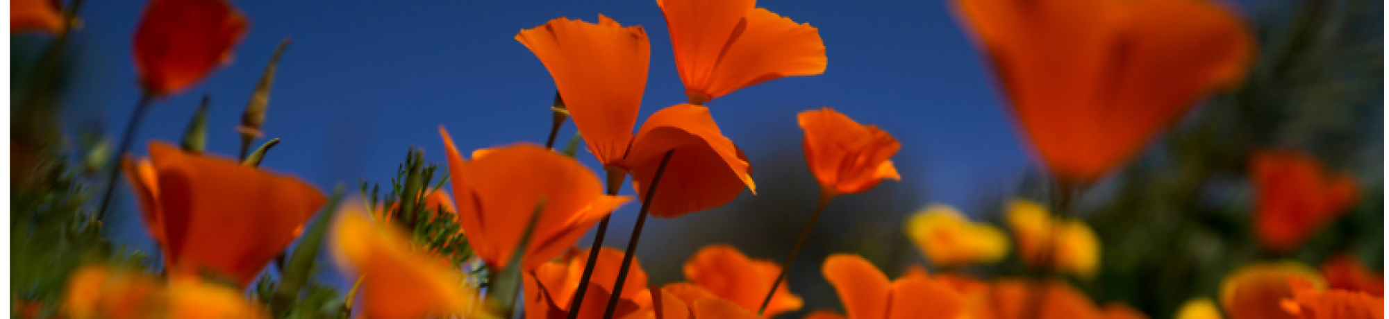 Poppies